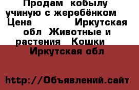 Продам  кобылу  учиную с жеребёнком  › Цена ­ 60 000 - Иркутская обл. Животные и растения » Кошки   . Иркутская обл.